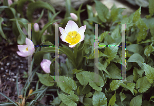 Picture of Tulipa bakeri 'Lilac Wonder'