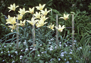 Picture of Tulipa clusiana 