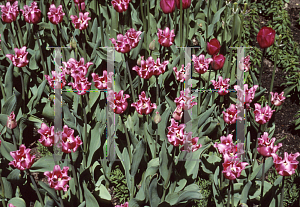 Picture of Tulipa x 'Picture'