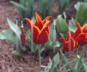 Picture of Tulipa x 'Queen of Sheba'
