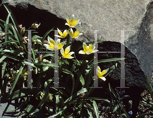 Picture of Tulipa tarda 