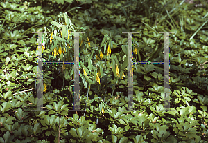 Picture of Uvularia perfoliata 