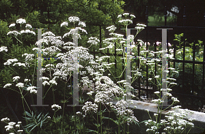 Picture of Valeriana officinalis 