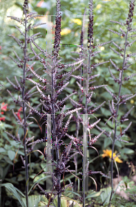 Picture of Veratrum nigrum 