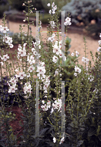Picture of Verbascum phoeniceum 'Bridal'