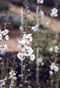 Picture of Verbascum phoeniceum 'Bridal'