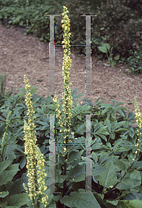 Picture of Verbascum chaixii 