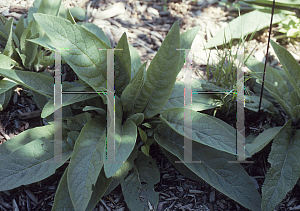 Picture of Verbascum chaixii 