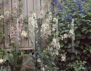 Picture of Verbascum  'Summer Shades'