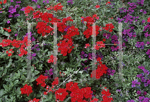 Picture of Verbena x hybrida 'Aztec Red'