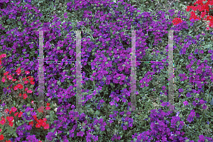 Picture of Verbena x hybrida 'Babylon Blue'