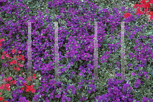 Picture of Verbena x hybrida 'Babylon Blue'