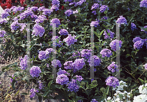 Picture of Verbena canadensis 'Blue Princess'