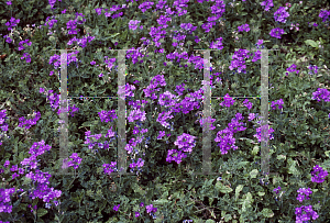 Picture of Verbena x hybrida 'Denim Blue'