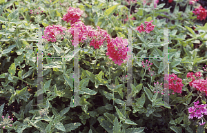 Picture of Verbena canadensis 'Evelyn Scott'