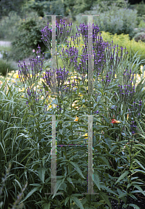 Picture of Verbena hastata 