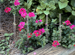 Picture of Verbena tenera 'Patio Rose'