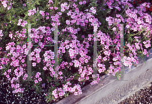 Picture of Verbena tenuisecta 'Lacy Pink'