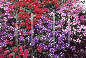 Picture of Verbena x hybrida 'Quartz Mix'