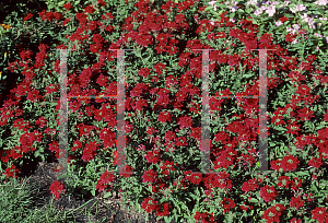Picture of Verbena x hybrida 'Quartz Scarlet'
