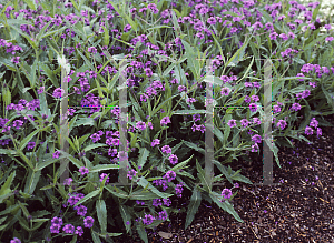 Picture of Verbena rigida 