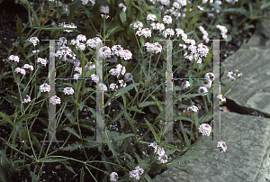 Picture of Verbena rigida 'Polaris'