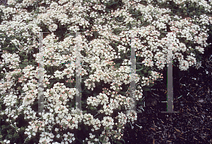 Picture of Verbena x hybrida 'Romance Apricot'