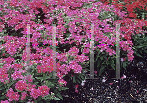 Picture of Verbena x hybrida 'Sandy Rose'