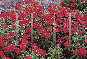 Picture of Verbena x hybrida 'Sandy Scarlet'