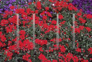 Picture of Verbena x hybrida 'Scarletta (Tukana Scarlet)'