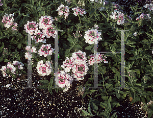 Picture of Verbena canadensis 'Turmalin'