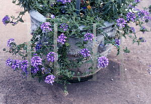 Picture of Verbena x hybrida 'Twilight Blue with Eye'