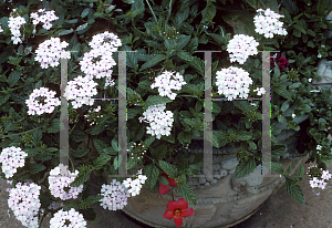 Picture of Verbena x hybrida 'Wildfire Blush'