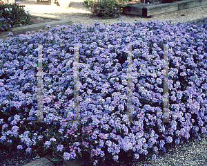 Picture of Verbena x hybrida 'Wildfire Dark Lavender'