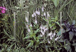 Picture of Veronica x 'Lilac Fantasy'