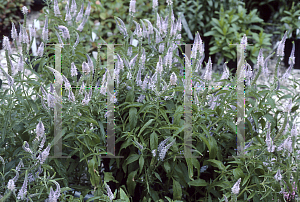 Picture of Veronica longifolia 'Lila Karina'