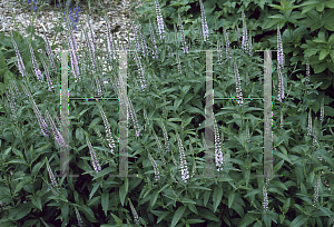 Picture of Veronica longifolia 'Pink Damask'