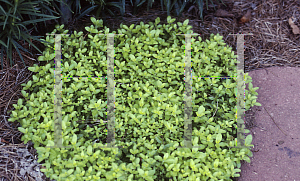 Picture of Veronica prostrata 'Trehane'