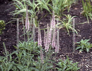 Picture of Veronica spicata 'Erika'