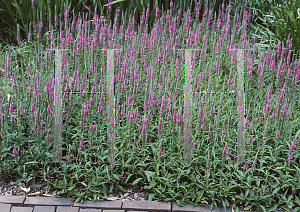 Picture of Veronica spicata 'Red Fox'