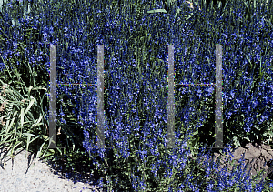 Picture of Veronica austriaca ssp. teucrium 