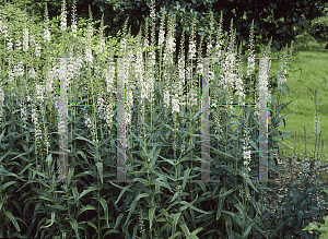 Picture of Veronicastrum virginicum 'Album'