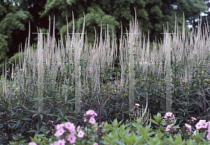 Picture of Veronicastrum virginicum 'Pink'