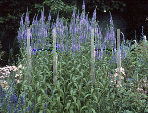 Picture of Veronicastrum virginicum var. sibericum 