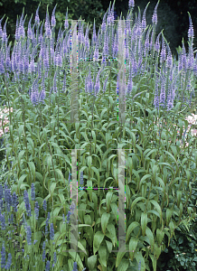 Picture of Veronicastrum virginicum var. sibericum 