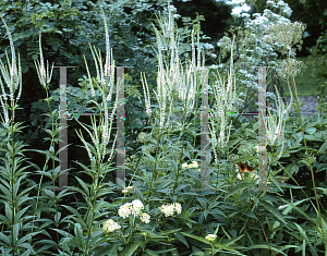 Picture of Veronicastrum virginicum 