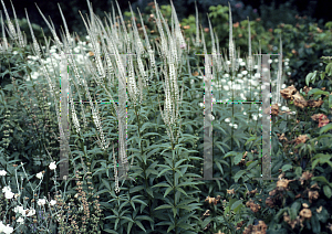 Picture of Veronicastrum virginicum 'Album'