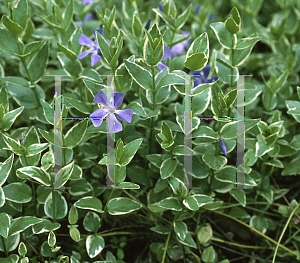 Picture of Vinca major 'Variegata'