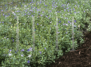 Picture of Vinca major 'Variegata'