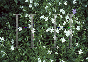 Picture of Viola cornuta 'Alba'